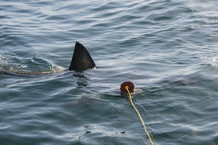 The fin of a great white shark cuts through the water as it approaches the decoy in Gansbaai, South Africaの写真素材