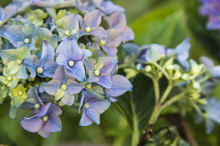 Hydrangeas in full bloom