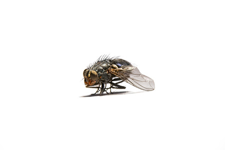 Macro shot of a housefly, Fly isolated on a white backgroundの写真素材