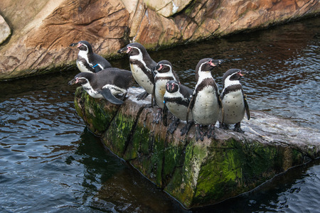 A group of penguins on a rockの写真素材