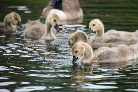 A close up of a family of canada geeseの写真素材