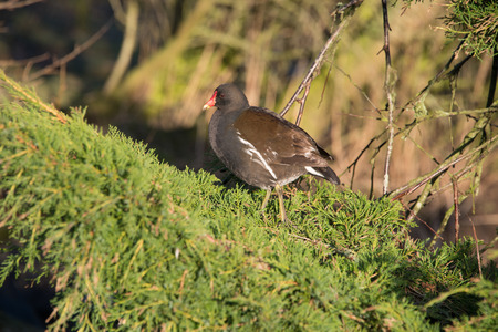 A moorhen standing on a branch of a treeの写真素材