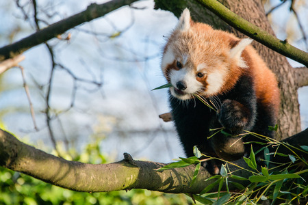 A red panda eating leaves in a tree at a zoo in England
