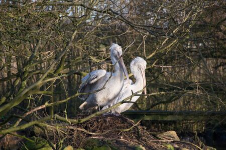 Two pelicans in sat on a nestの写真素材