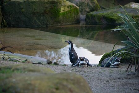 A small group of penguins in a zooの写真素材