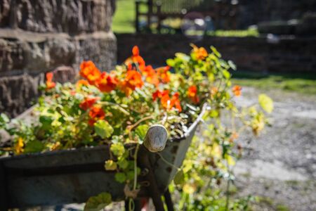 Flowers in a wheelbarrow in an english gardenの写真素材
