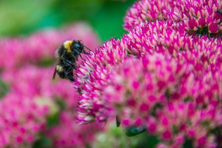 Bumblebee on Sedum Autumn Joy flowerの写真素材