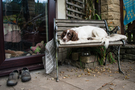 A springer spaniel resting on a benchの写真素材