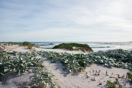 Close up of plants on sand dunes on a beach in South Africaの写真素材