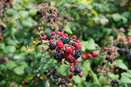 Blackberry bunch on a bush in a garden in Englandの写真素材