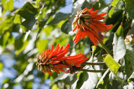A close up of two red hot poker flowersの写真素材