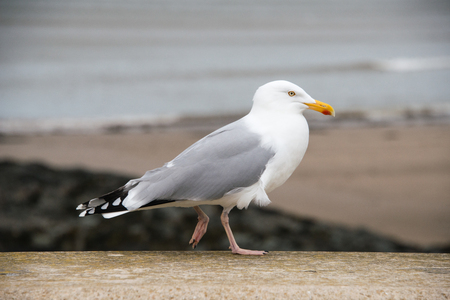 A Herring Gull stading on a wall next to a beach on Anglesey, North Walesの写真素材