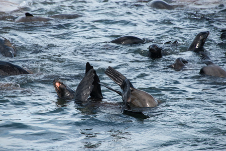 A Cape Fur Seal playing in the shallow water near Seal Island, Gansbaai