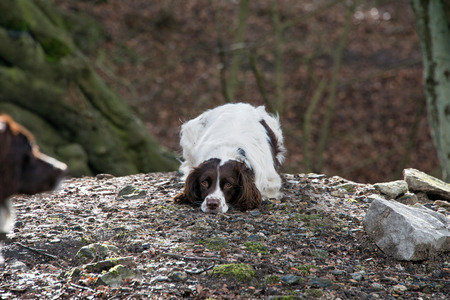 An English Springer spaniel playing with its friend during a walk in the Peak District, UKの写真素材