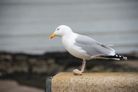 A Herring Gull stading on a wall next to a beach on Anglesey, North Walesの写真素材