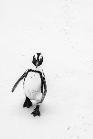 An African penguin on Boulders Beach, South Africaの写真素材