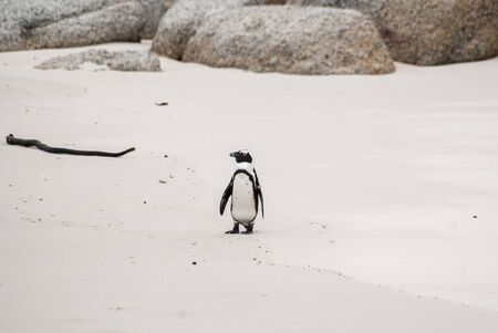 African Penguin on Boulders Beach, False Bay, South Africaの写真素材