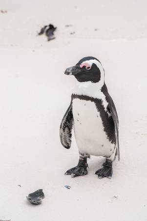 African Penguin on Boulders Beach, False Bay, South Africaの写真素材