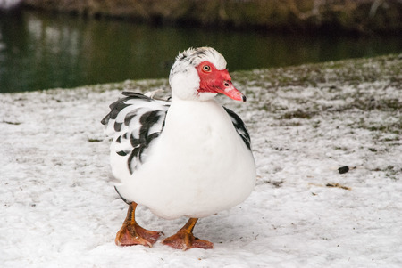 A muscovy duck standing in the snow beside a lakeの写真素材