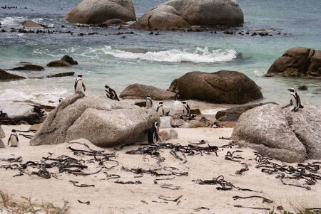 The African Penguin colony in False Bay, South Africaの写真素材