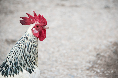 Close up of a Sussex Light cockerel on a farm in Englandの写真素材