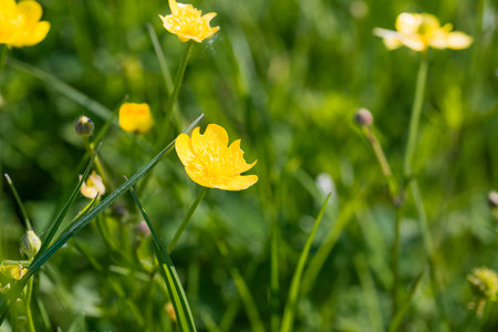 Close up of buttercups growing wild in a garden