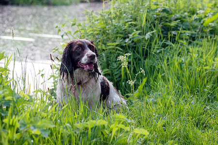 A wet English springer spaniel sits next to a canal in Cheddleton, Staffordshireの写真素材