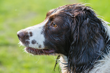 The profile of a wet brown springer spaniel during a walkの写真素材