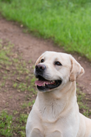 A yellow labrador looking alert during a walkの写真素材