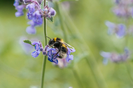 A white tailed bumble bee on a catmint flower in a garden in the UK