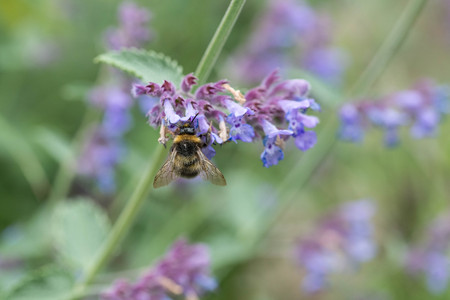 A white tailed bumble bee on a catmint flower in a garden in the UKの写真素材
