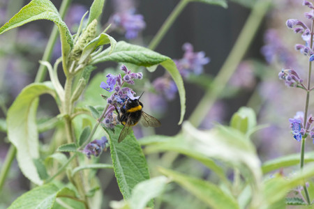 A white tailed bumble bee on a catmint flower in a garden in the UKの写真素材