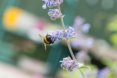 A white tailed bumble bee on a catmint flower in a garden in the UK