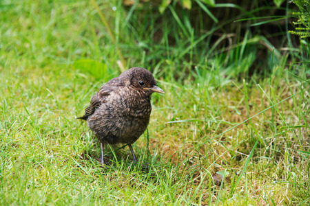 Close up of a baby blackbird in a garden in the UKの写真素材