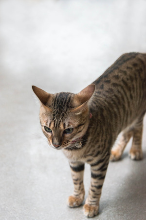 Close up of a bengal catの写真素材