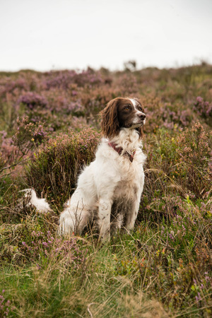 A springer spaniel sitting alertly during a walk through moorland, UKの写真素材