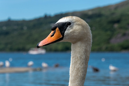 Close up of a mute swan (Cygnus olor) on a lake in Llanberis, Walesの写真素材