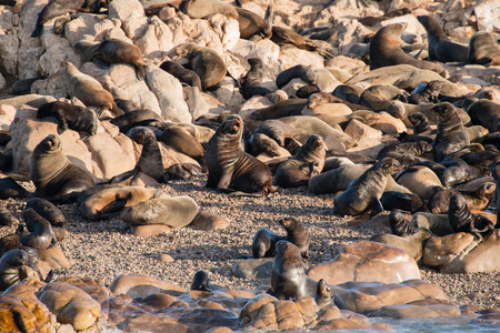 Cape fur seals on Geyser rock, a small island off the coast of Gansbaai, South Africaの写真素材