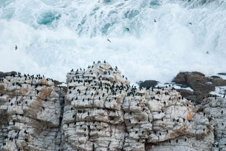 Cormorants nesting on cliffs in Mossel Bay, South Africaの写真素材