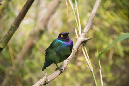 Purple glossy starling in a nature reserveの写真素材