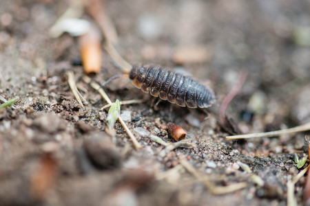 Close up of a woodlouse in a garden in the UKの写真素材