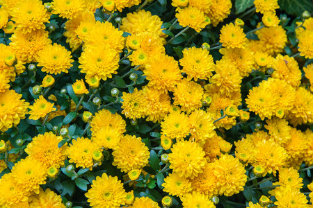 Close up of yellow Chrysanthemumsの写真素材