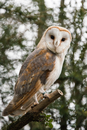 A common barn owl sitting on a branchの写真素材