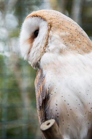A common barn owl sitting on a branchの写真素材