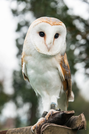 A barn owl sitting on aa branchの写真素材