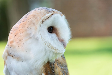 A profile of a barn owlの写真素材