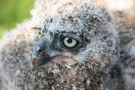 Close up of a juvenile Great Horned owlの写真素材