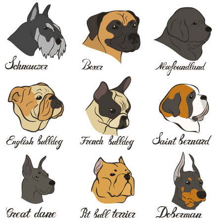 Bulldog, french bulldog, newfoundland pit bull terrier FCI Pinscher and Schnauzer breeds of universal appointment.のイラスト素材
