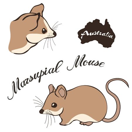Marsupial mouse vector image isolated on white background. Marsupial mouse in head Fauna Australia. Realistic marsupial mouse design. Lovely little mouse animal. Deer-mouseのイラスト素材