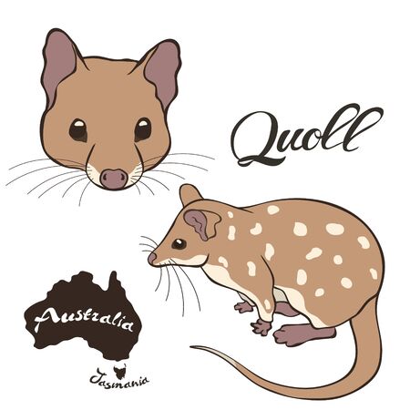 Quoll vector image isolated on white background. Quoll in full growth and profile head. Fauna Australia. Realistic eastern dasyure design. Marsupial marten.のイラスト素材